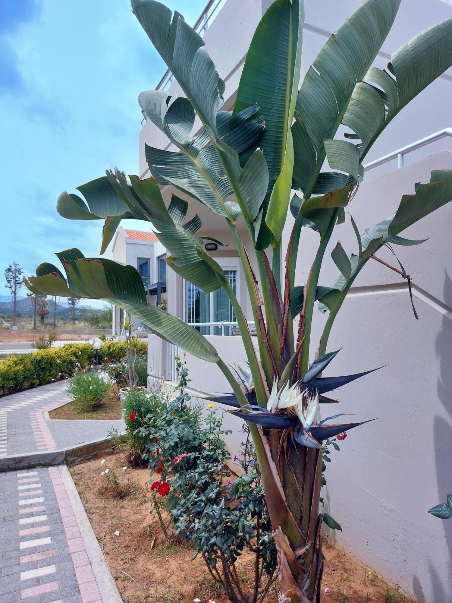 Gelina Apartments Platanias  Ngoại thất bức ảnh